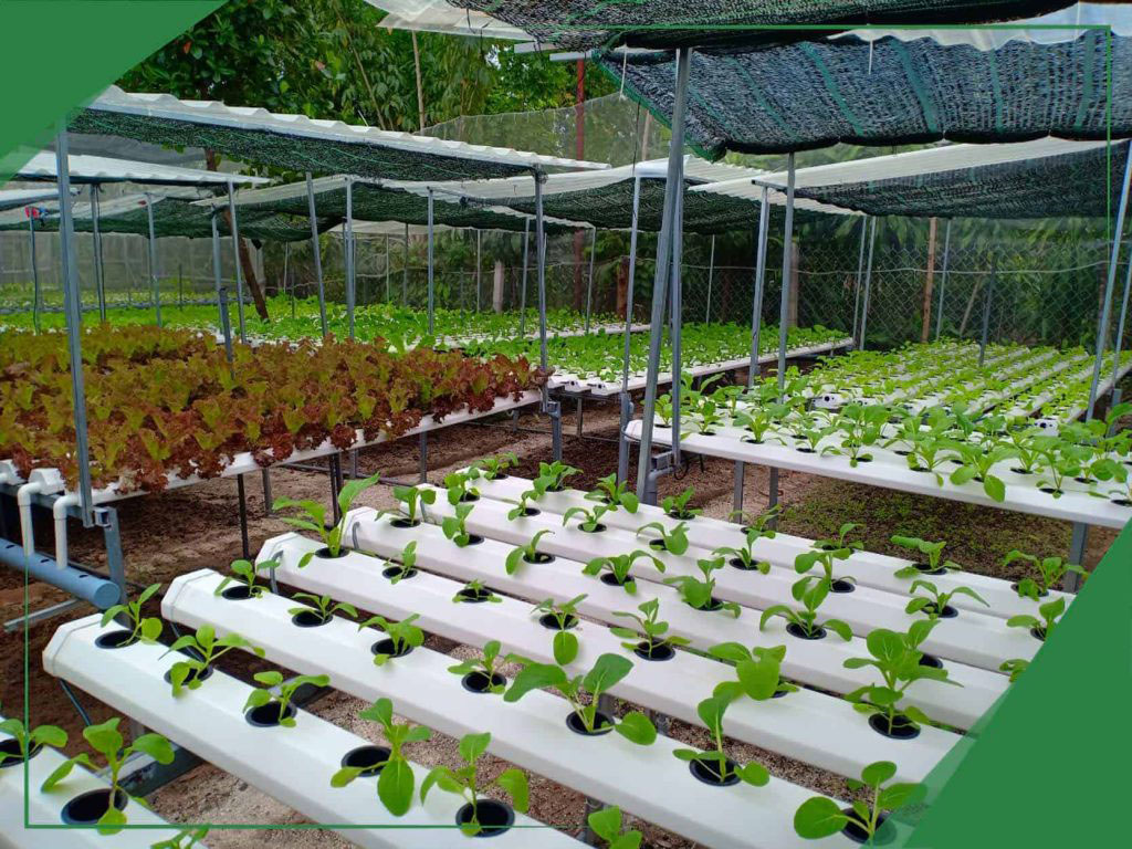 Dịch vụ thiết kế thi công vườn rau mini farm